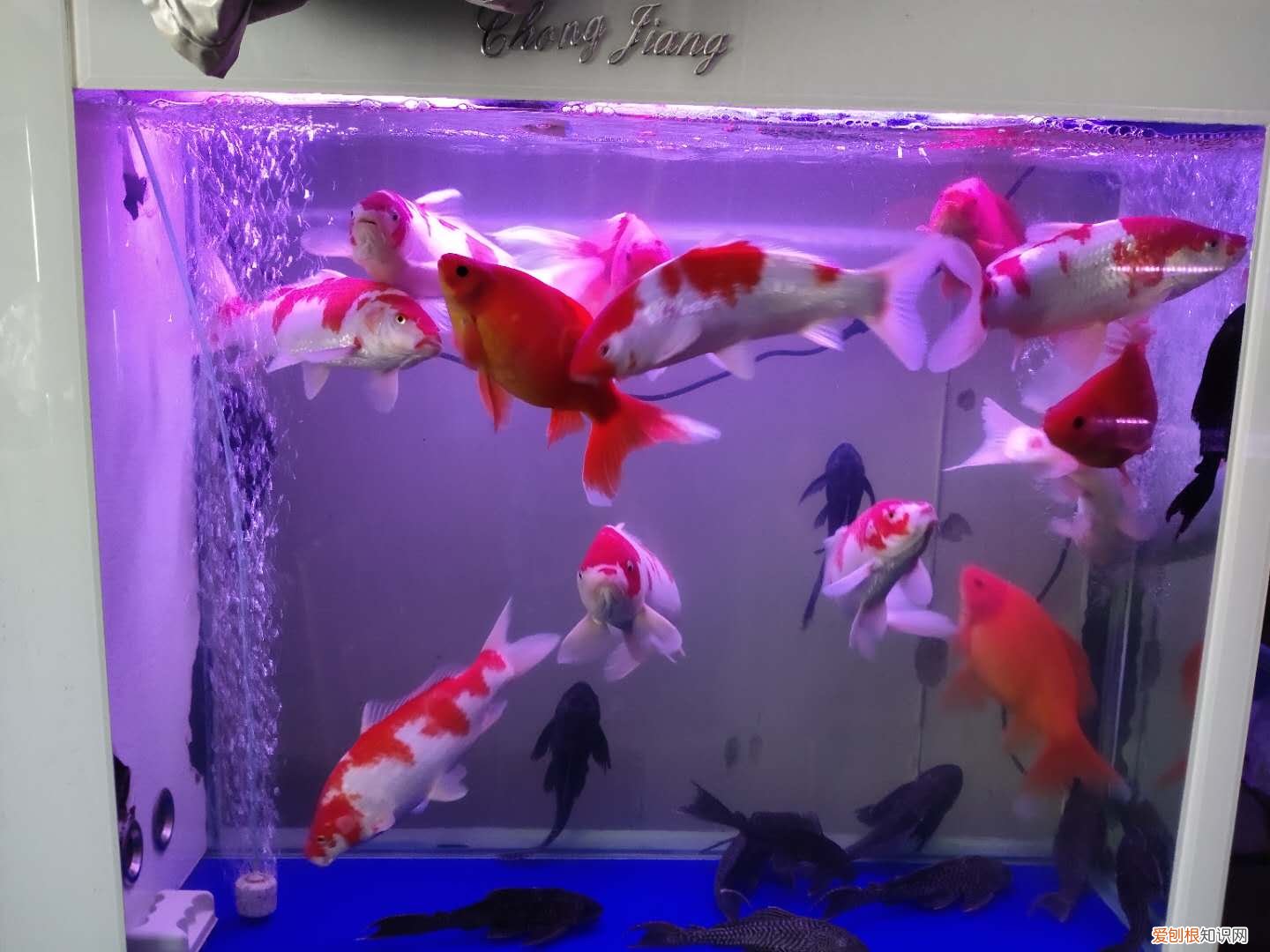 锦鲤鱼的饲养与管理