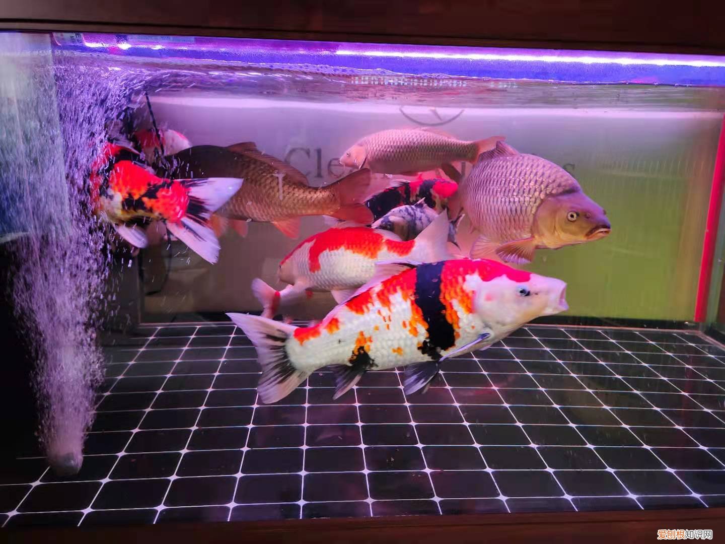 锦鲤鱼的饲养与管理