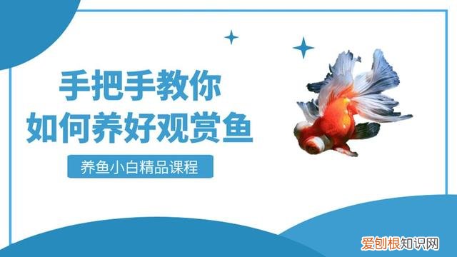 金鱼养护知识：鱼鳍烂了怎么治疗