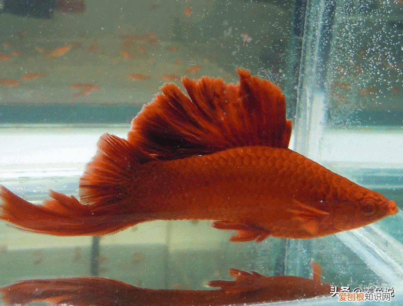 金鱼养护知识：鱼鳍烂了怎么治疗