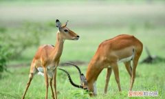 羚羊挂角一般形容什么，羚羊挂角无处寻,一任东风满太虚