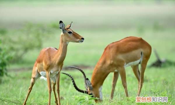 羚羊挂角一般形容什么,羚羊挂角无处寻,一任东风满太虚