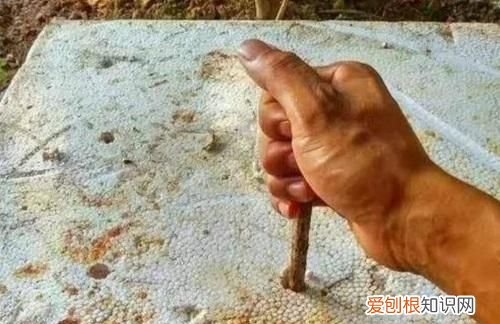 红薯藤冬天怎么过冬，红薯怎么储存过冬不会坏