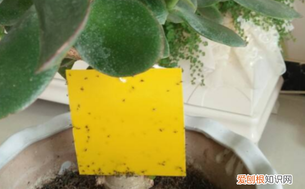 灭小黑飞的最有效药物，兰花盆里小黑飞怎么杀彻底