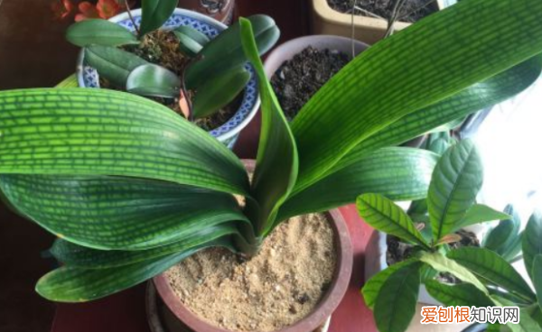 灭小黑飞的最有效药物，兰花盆里小黑飞怎么杀彻底