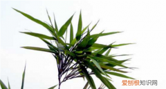 竹叶的功效与作用