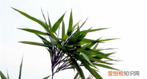 竹叶的功效与作用