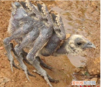 肯德基危机公关案例分析