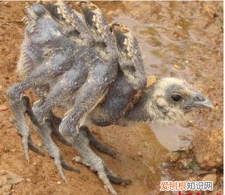 肯德基危机公关案例分析