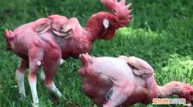 肯德基危机公关案例分析