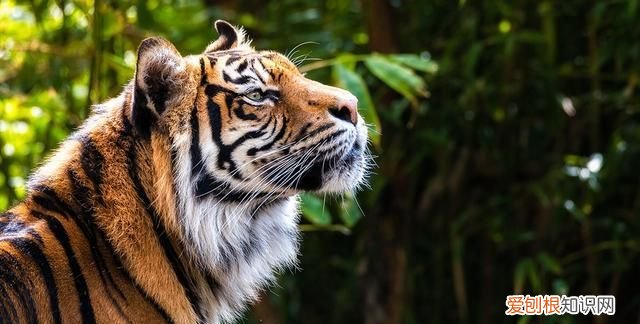 百兽之王是谁,百兽之王是老虎还狮子