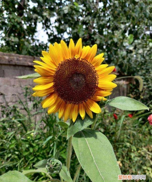葵花种子什么时候种，向日葵种子怎么发芽