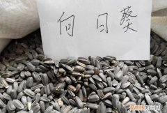 葵花种子什么时候种，向日葵种子怎么发芽