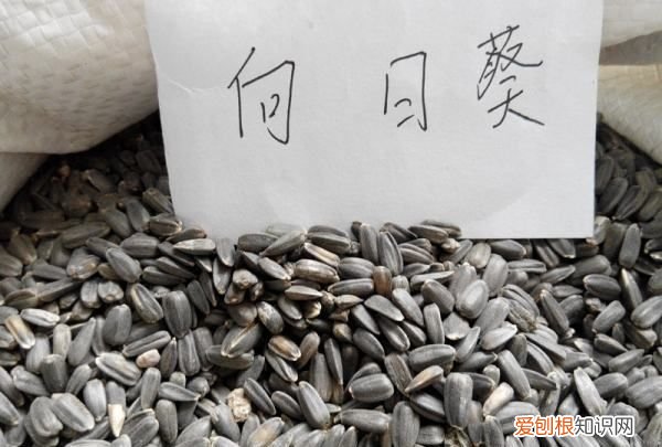 葵花种子什么时候种，向日葵种子怎么发芽