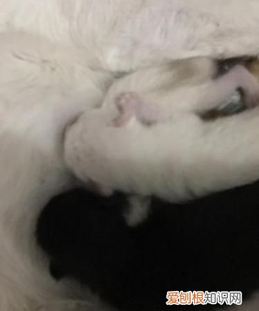 怎么判断母猫羊水已破,怎么判断母猫要生了图片