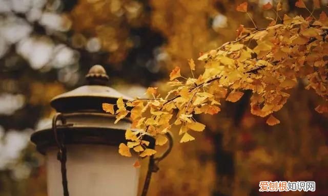 八大关不扫落叶模式,八大关拍落叶穿什么衣服拍照