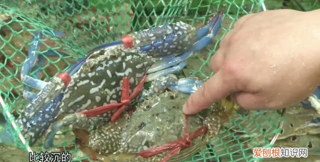 蟹如何分公母,公母谁好吃,大闸蟹怎么挑最肥美公蟹