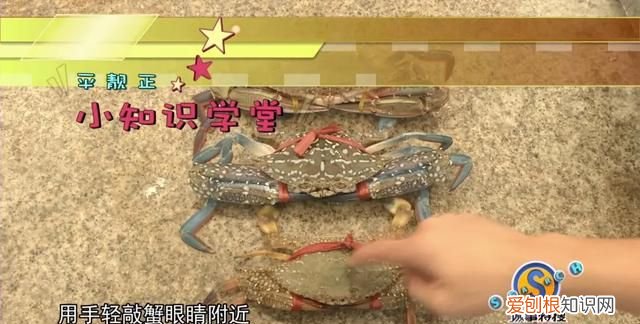 蟹如何分公母,公母谁好吃,大闸蟹怎么挑最肥美公蟹