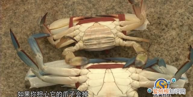 蟹如何分公母,公母谁好吃,大闸蟹怎么挑最肥美公蟹