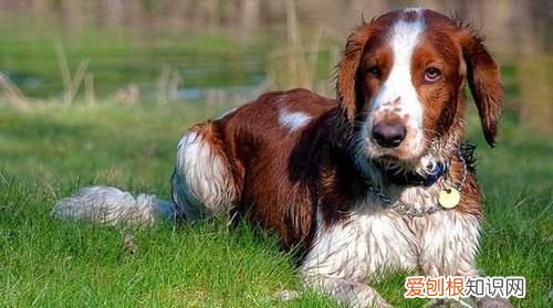 跳跳犬哪里多,阴阳师哮天犬哪里打