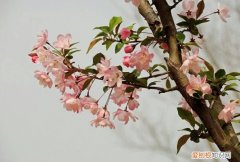 应是绿肥红瘦的红瘦是什么花