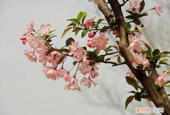 应是绿肥红瘦的红瘦是什么花