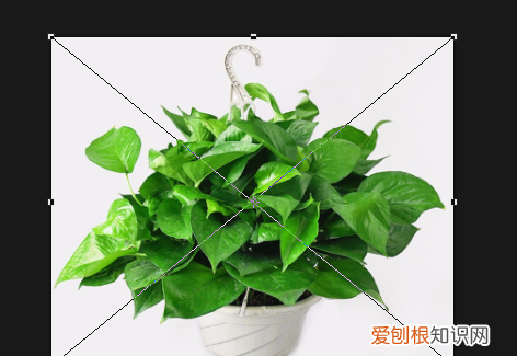 ps能怎样拉伸局部不变形,ps如何局部拉伸某个部位的图片