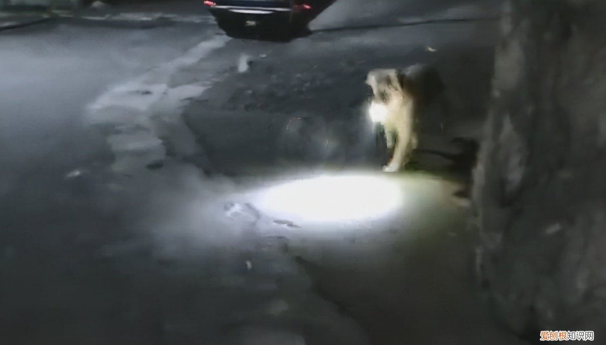 狗子叼手电走夜路接女主人回家，贴心小宝贝