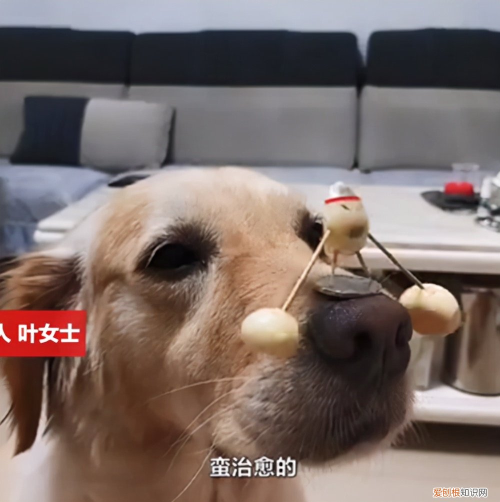 狗子叼手电走夜路接女主人回家，贴心小宝贝