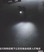 狗子叼手电走夜路接女主人回家，贴心小宝贝