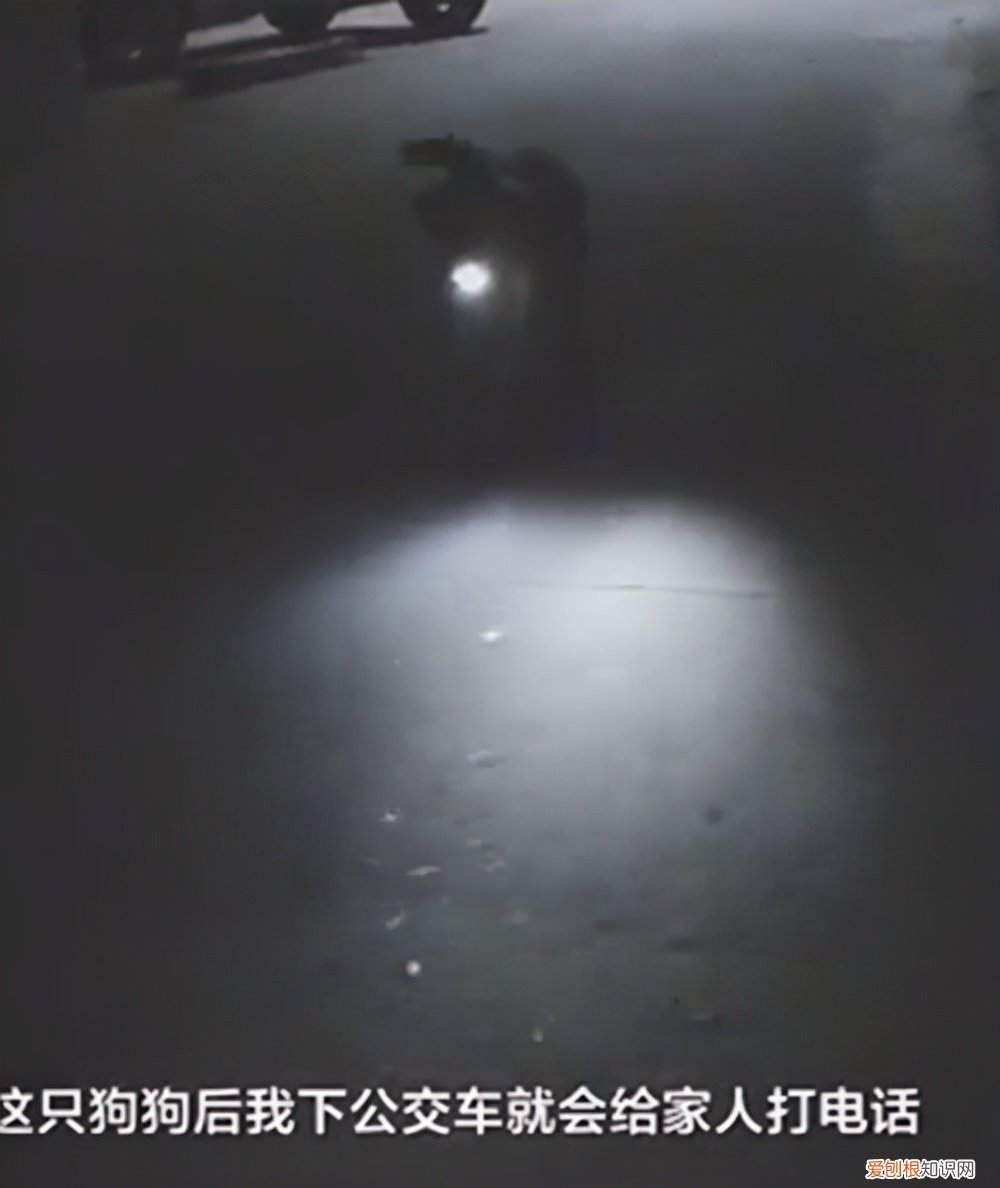 狗子叼手电走夜路接女主人回家，贴心小宝贝