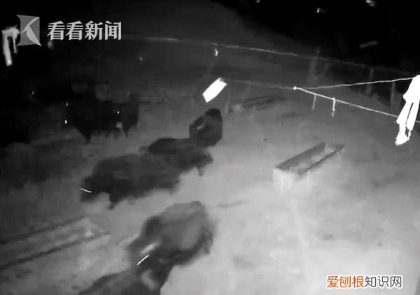 今日凌晨青海6.9級地震瞬間:牛群受驚逃竄