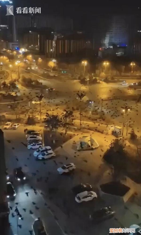 今日凌晨青海6.9級地震瞬間:牛群受驚逃竄