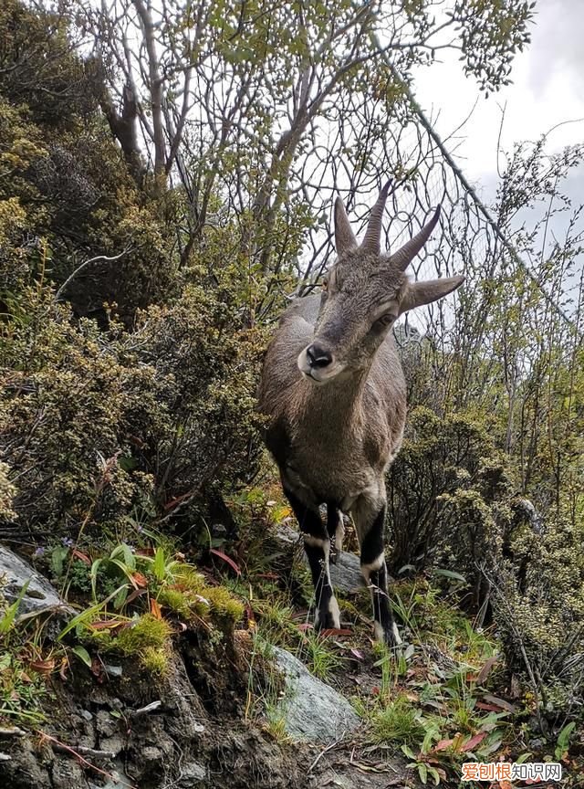 稻城亚丁徒步海拔最高多少?,四川徒步稻城亚丁攻略