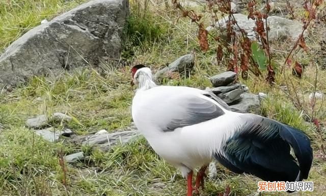 稻城亚丁徒步海拔最高多少?,四川徒步稻城亚丁攻略