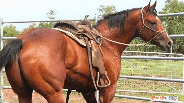 纯种汗血宝马多少钱