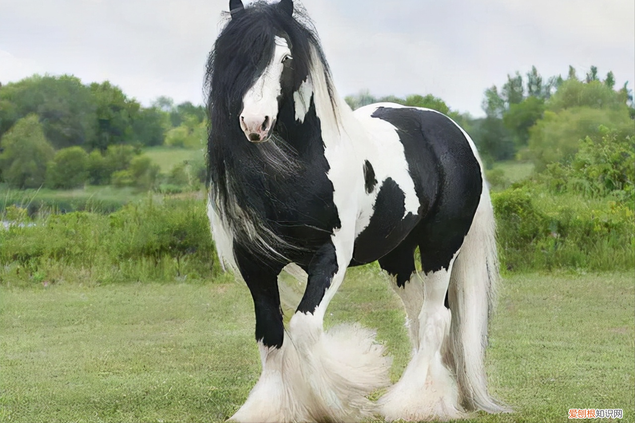 纯种汗血宝马多少钱