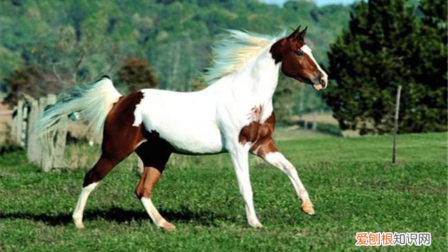 纯种汗血宝马多少钱