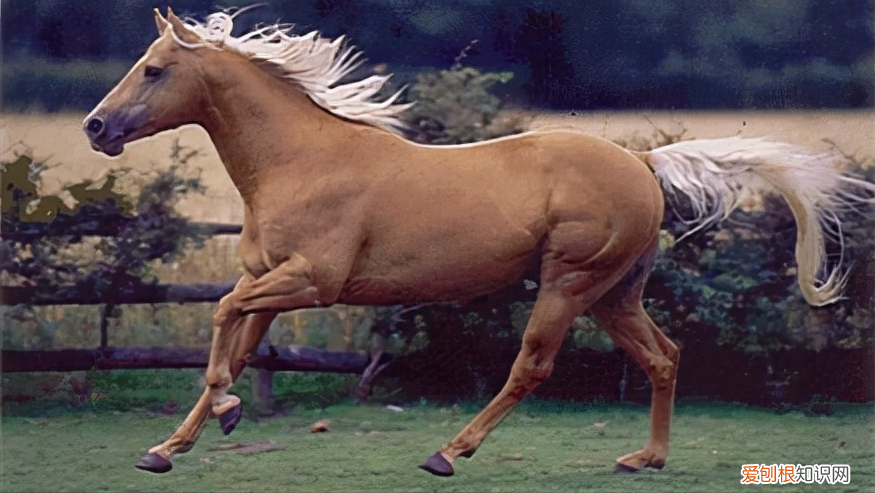 纯种汗血宝马多少钱