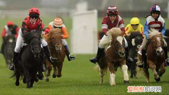 纯种汗血宝马多少钱