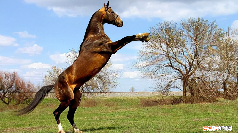 纯种汗血宝马多少钱