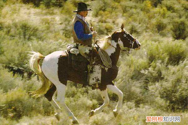 纯种汗血宝马多少钱