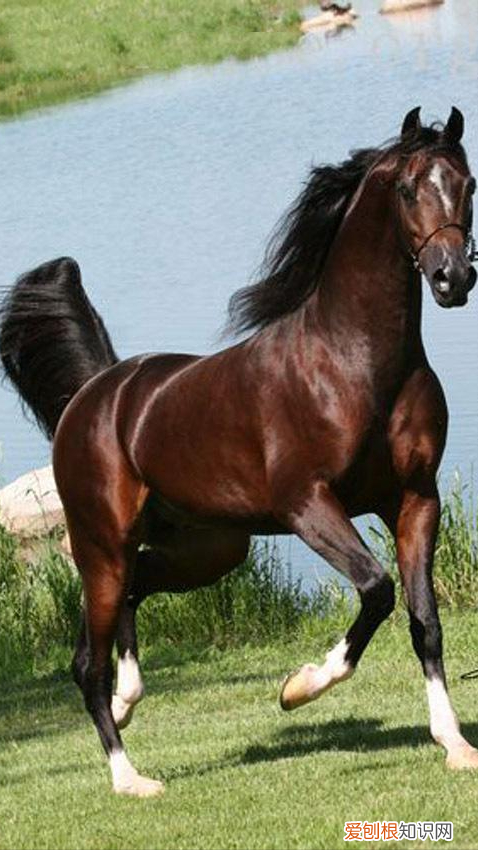 纯种汗血宝马多少钱