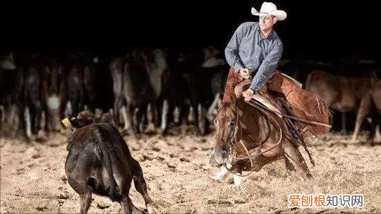 纯种汗血宝马多少钱