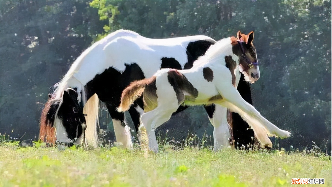纯种汗血宝马多少钱