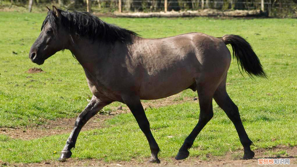 纯种汗血宝马多少钱