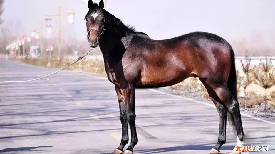 纯种汗血宝马多少钱