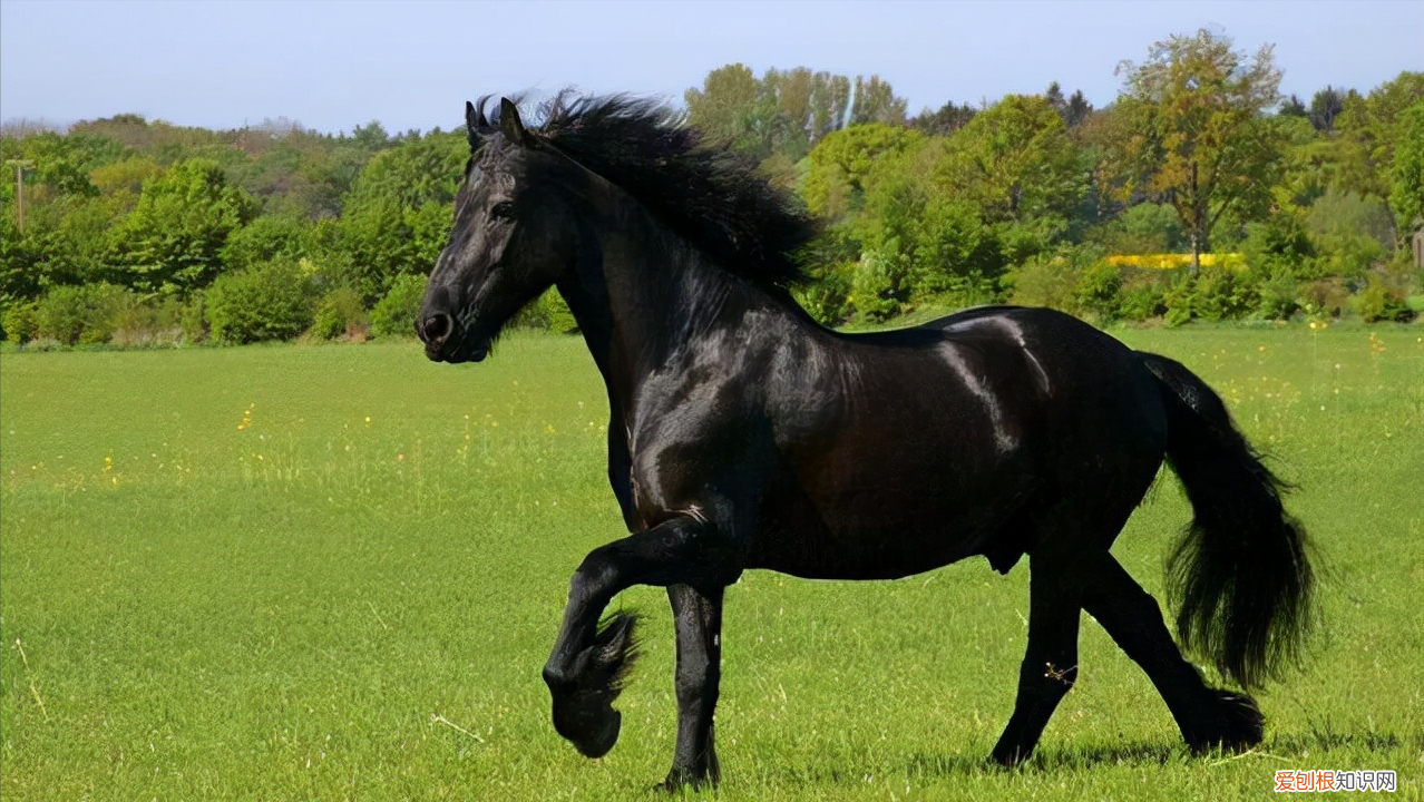 纯种汗血宝马多少钱