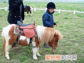 纯种汗血宝马多少钱