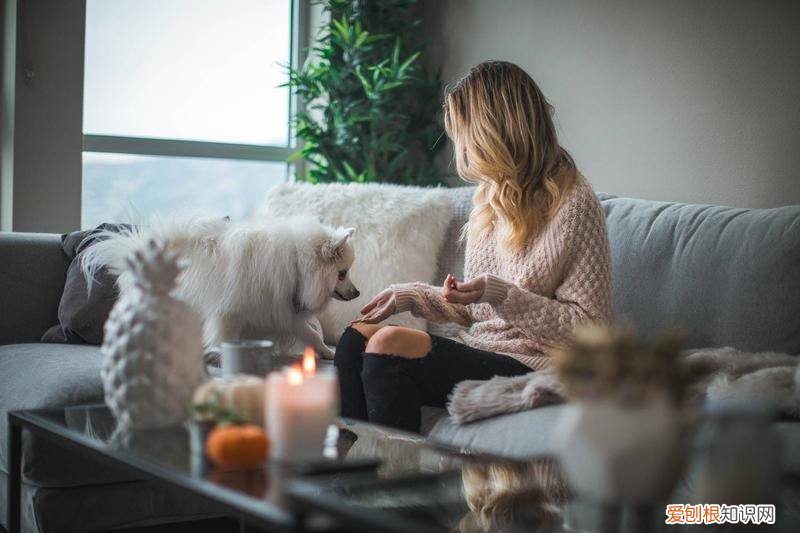 西班牙：夫妻离婚需考虑宠物福利，同属家庭成员